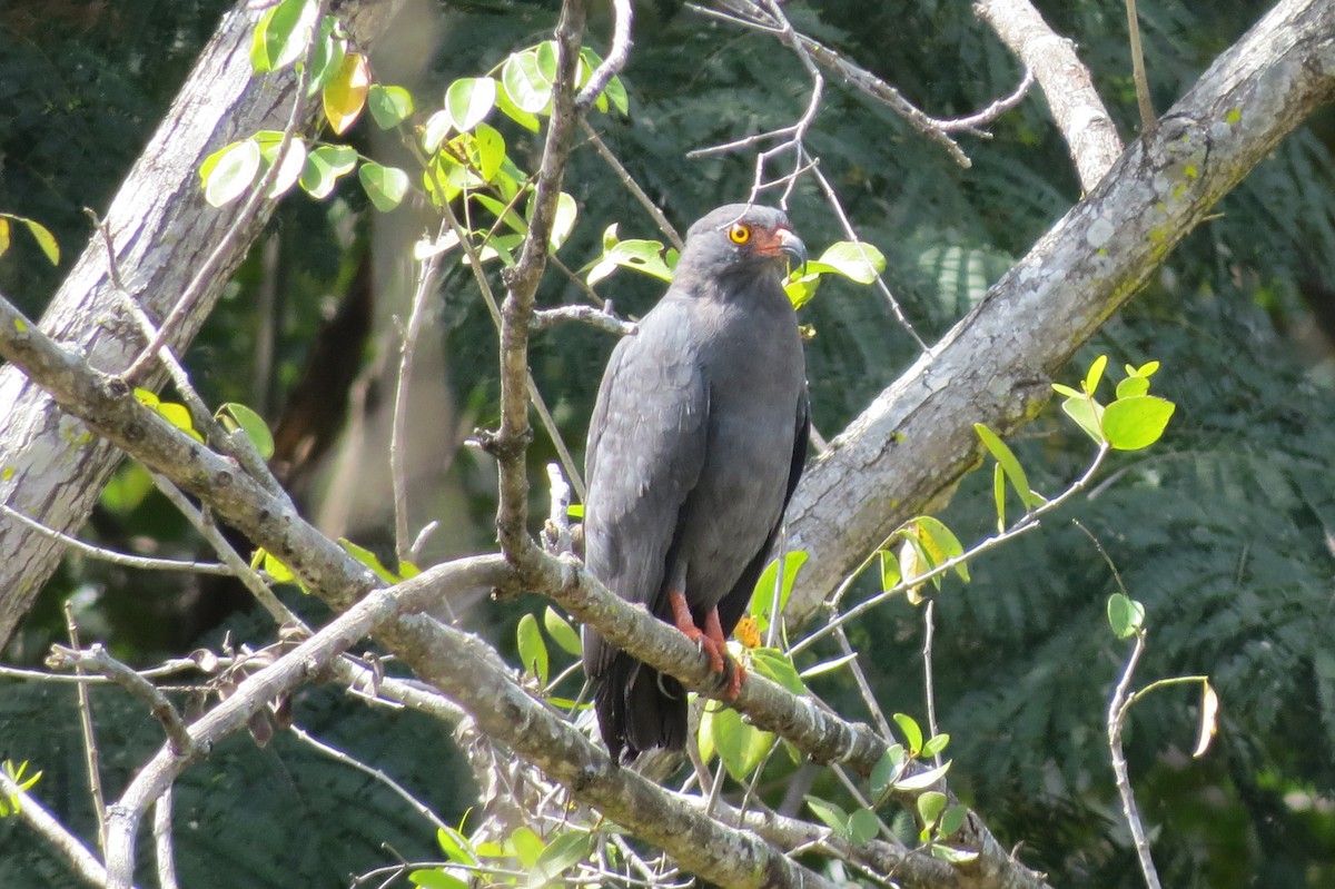 Slender-billed Kite - Eliana Blanco Pérez