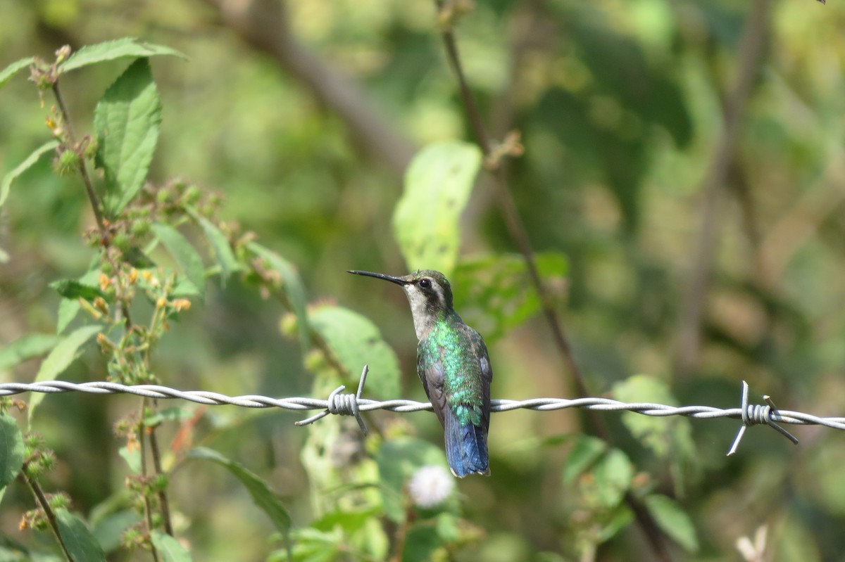 Blue-tailed Emerald - Eliana Blanco Pérez