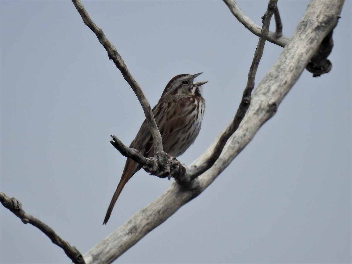 Song Sparrow - ML329823941