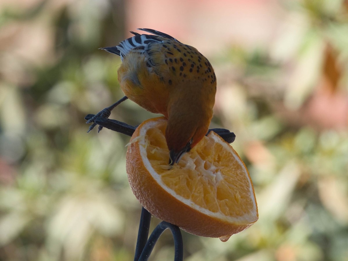 Streak-backed Oriole - ML329824191