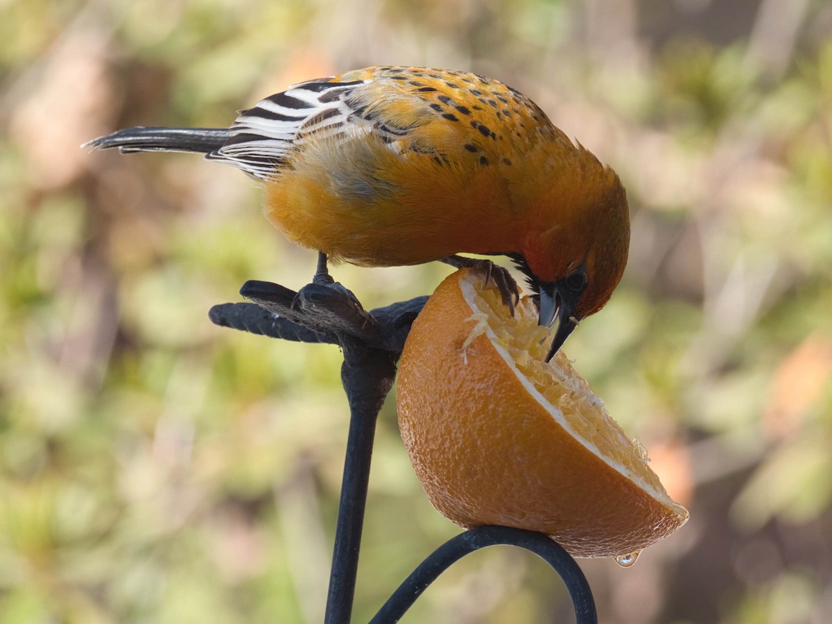 Oriole à dos rayé - ML329824201