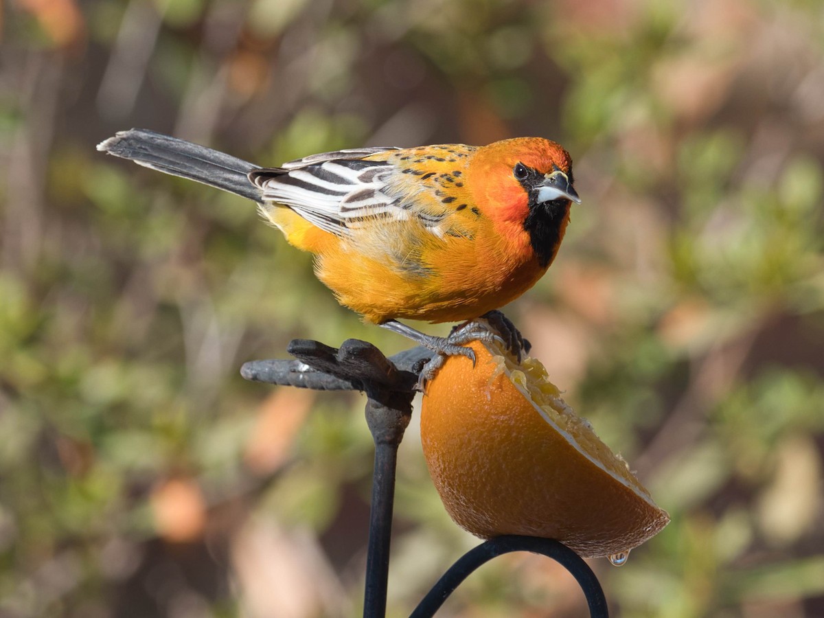 Streak-backed Oriole - ML329824211