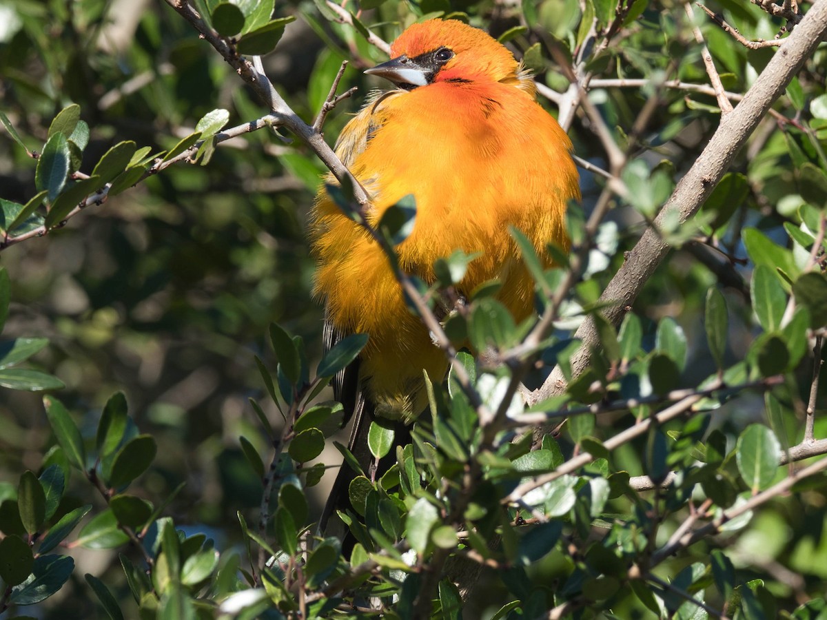 Streak-backed Oriole - ML329824221