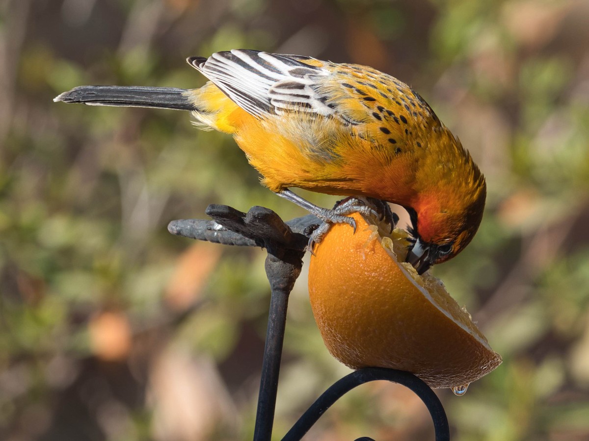 Streak-backed Oriole - ML329824231