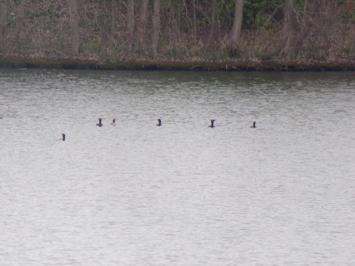 Double-crested Cormorant - ML329824421