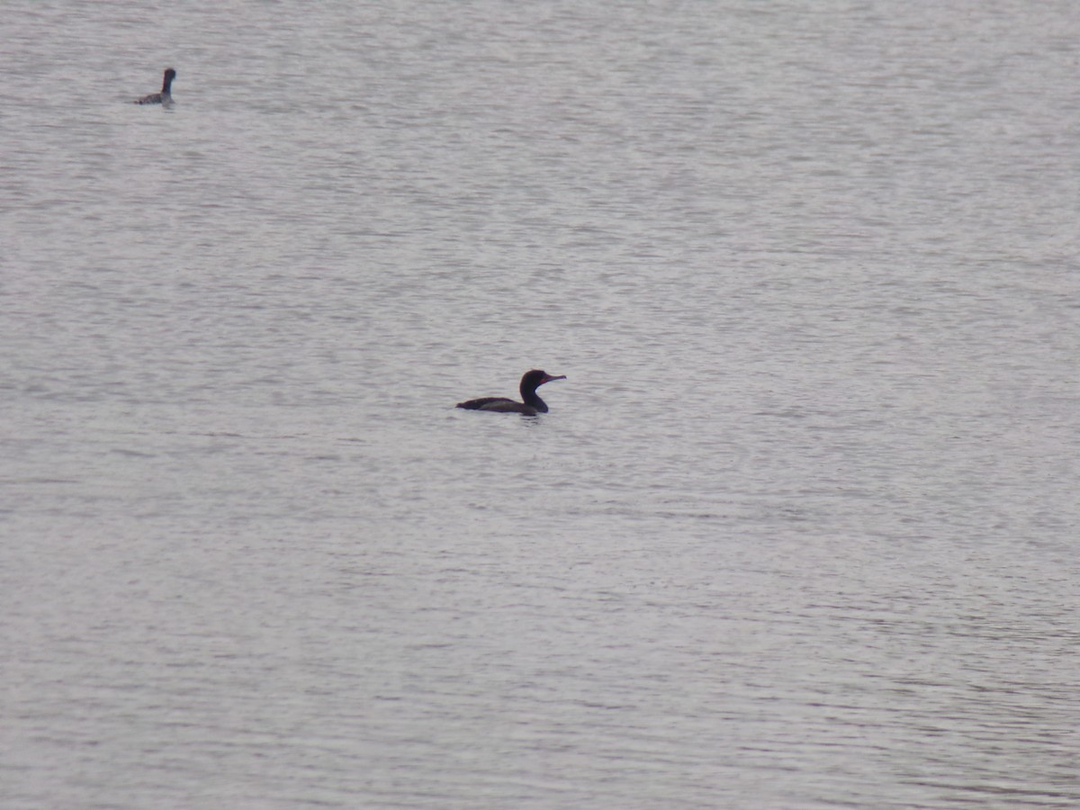 Double-crested Cormorant - ML329824461