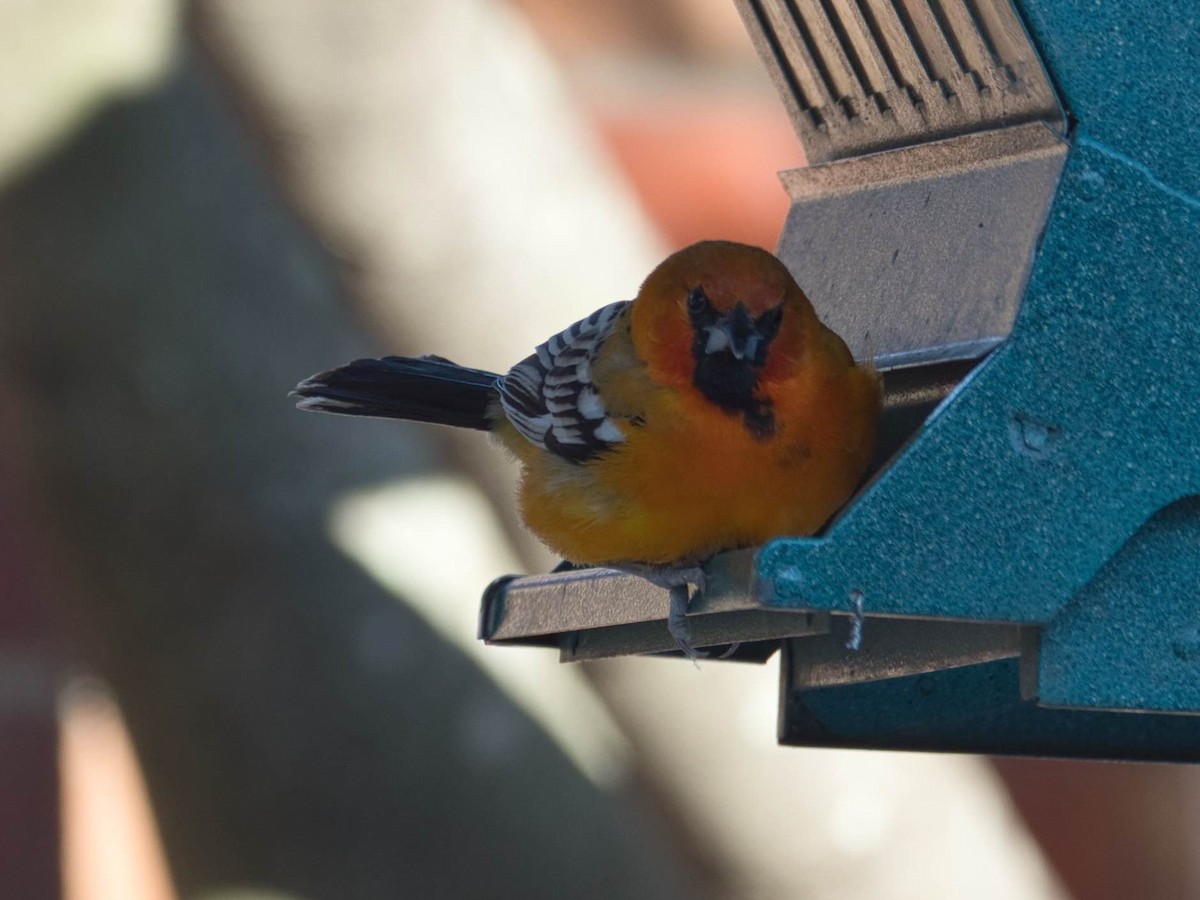 Streak-backed Oriole - ML329824841