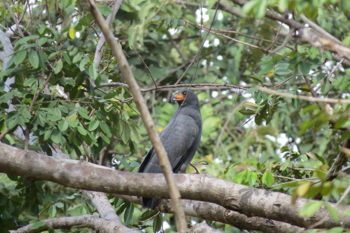 Snail Kite - Eliana Blanco Pérez