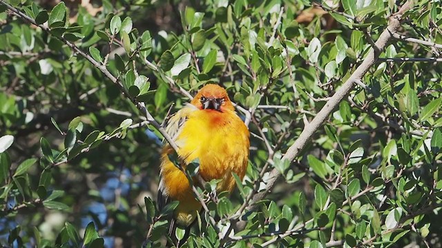 Streak-backed Oriole - ML329825591