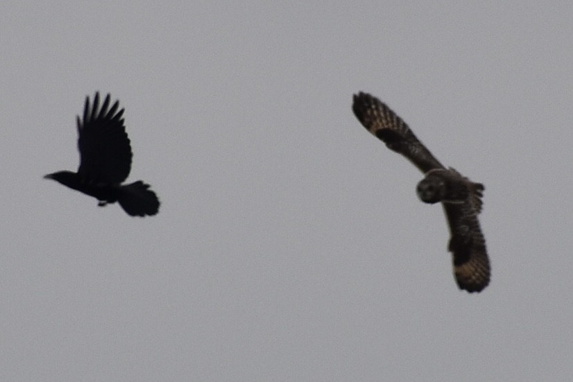 Short-eared Owl - ML329825821