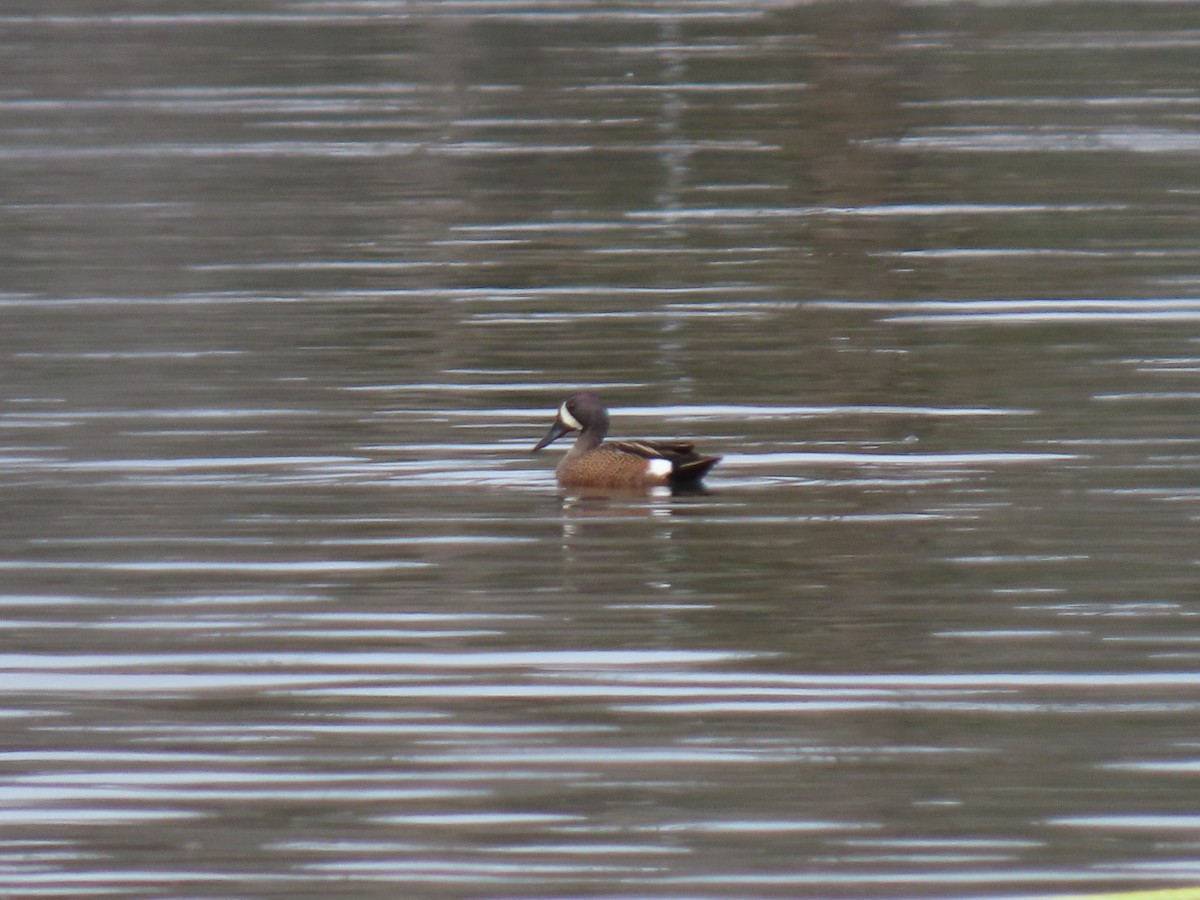 Blue-winged Teal - ML329826811