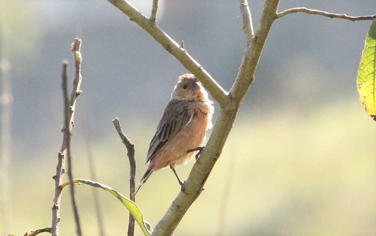 Tawny-bellied Seedeater - Miguel  Magro