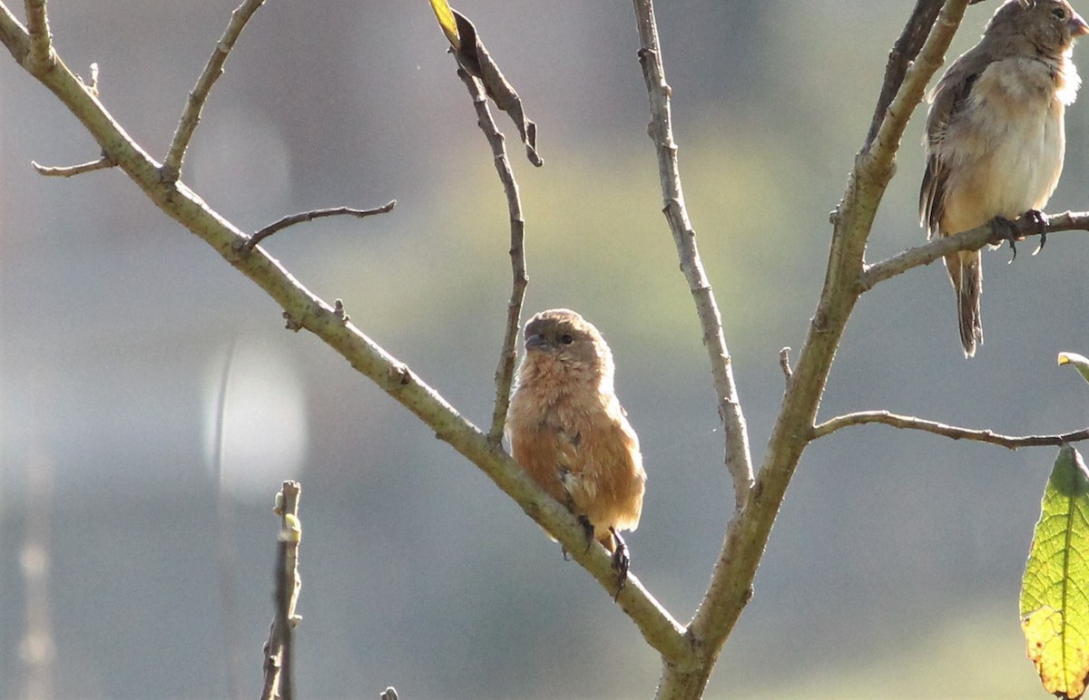 Tawny-bellied Seedeater - ML329827041