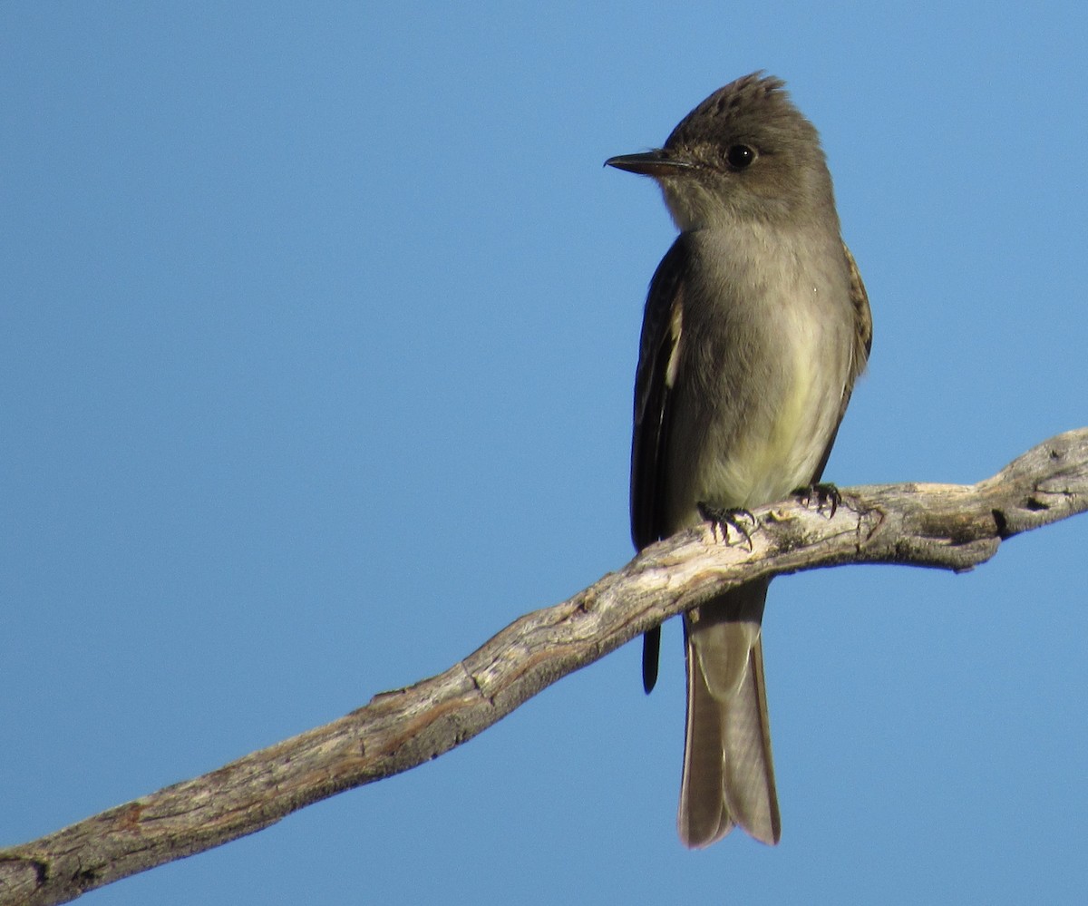 Western Wood-Pewee - ML329827061