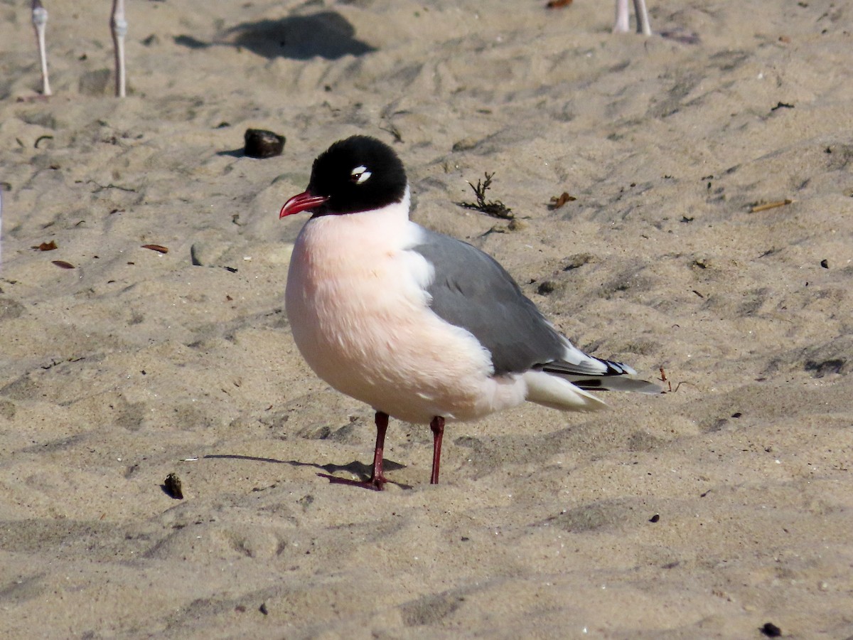 Franklin's Gull - ML329828491