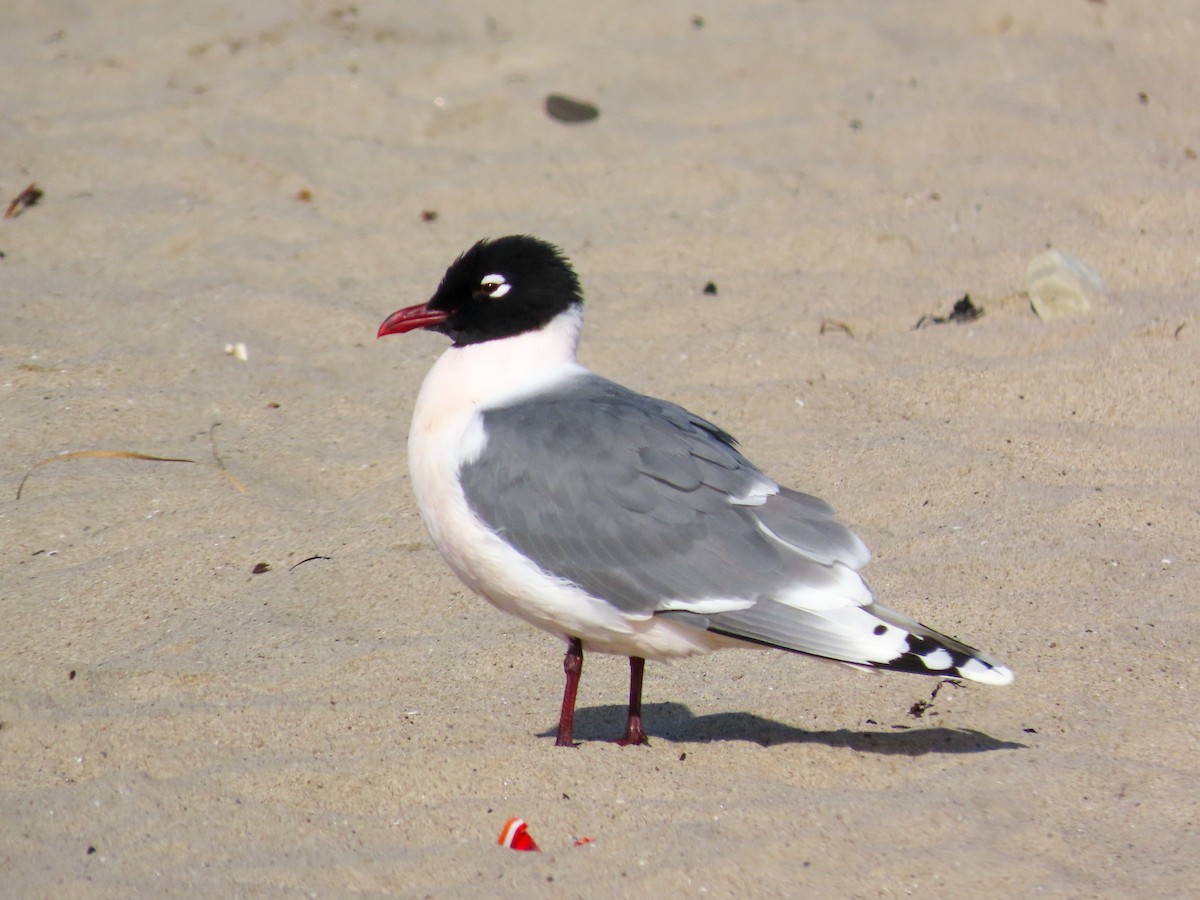 Franklin's Gull - ML329828671