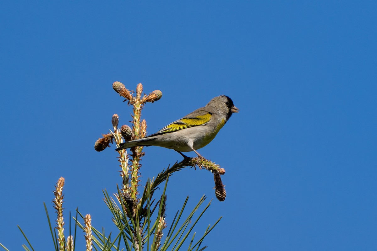 Lawrence's Goldfinch - Andrew Newmark