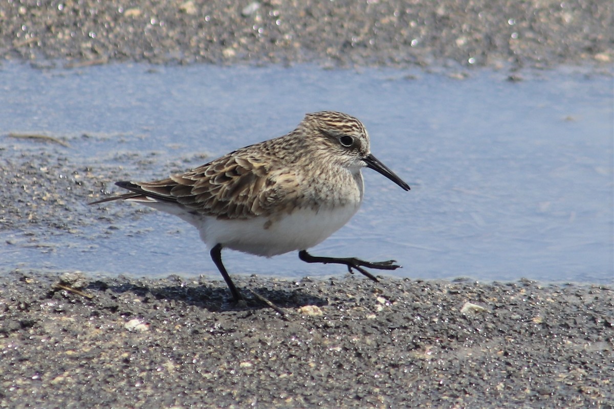 Baird's Sandpiper - Brady Schwab