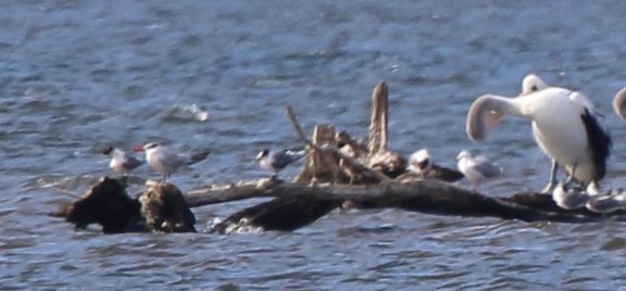 Caspian Tern - Colin Trainor