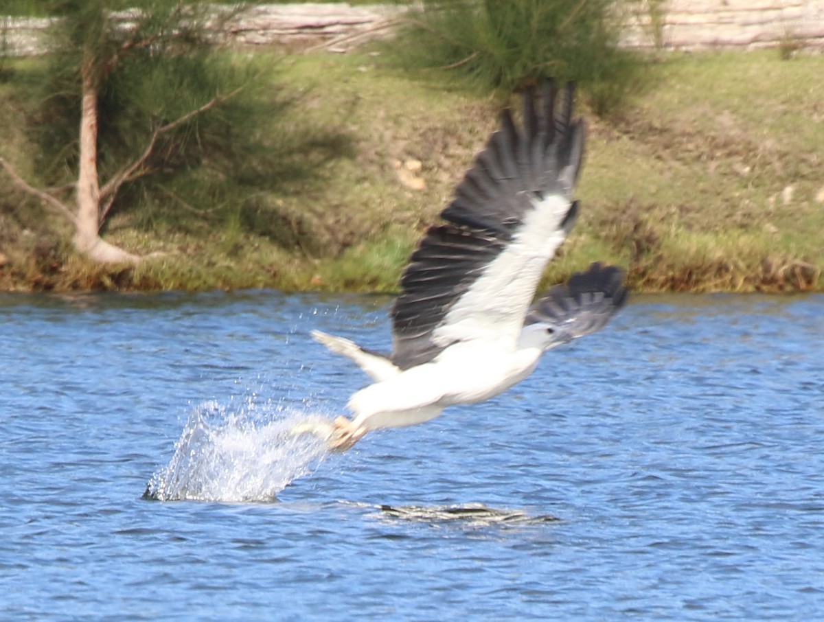 White-bellied Sea-Eagle - ML329831921