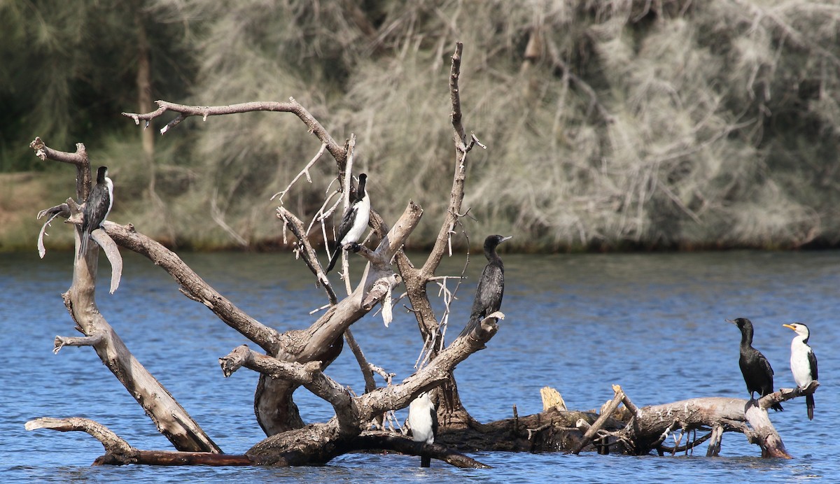 Little Pied Cormorant - ML329832091