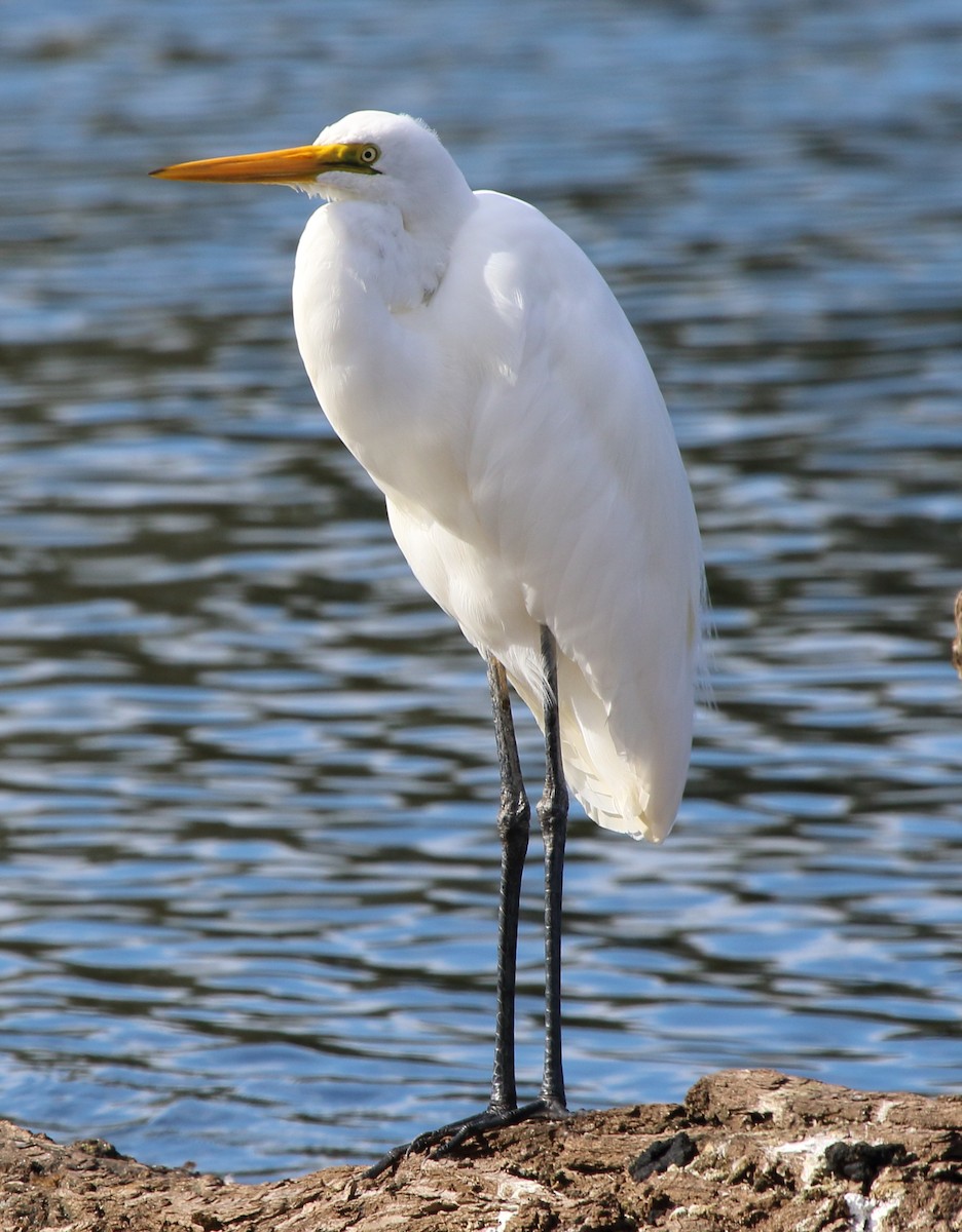 Great Egret (modesta) - ML329832321