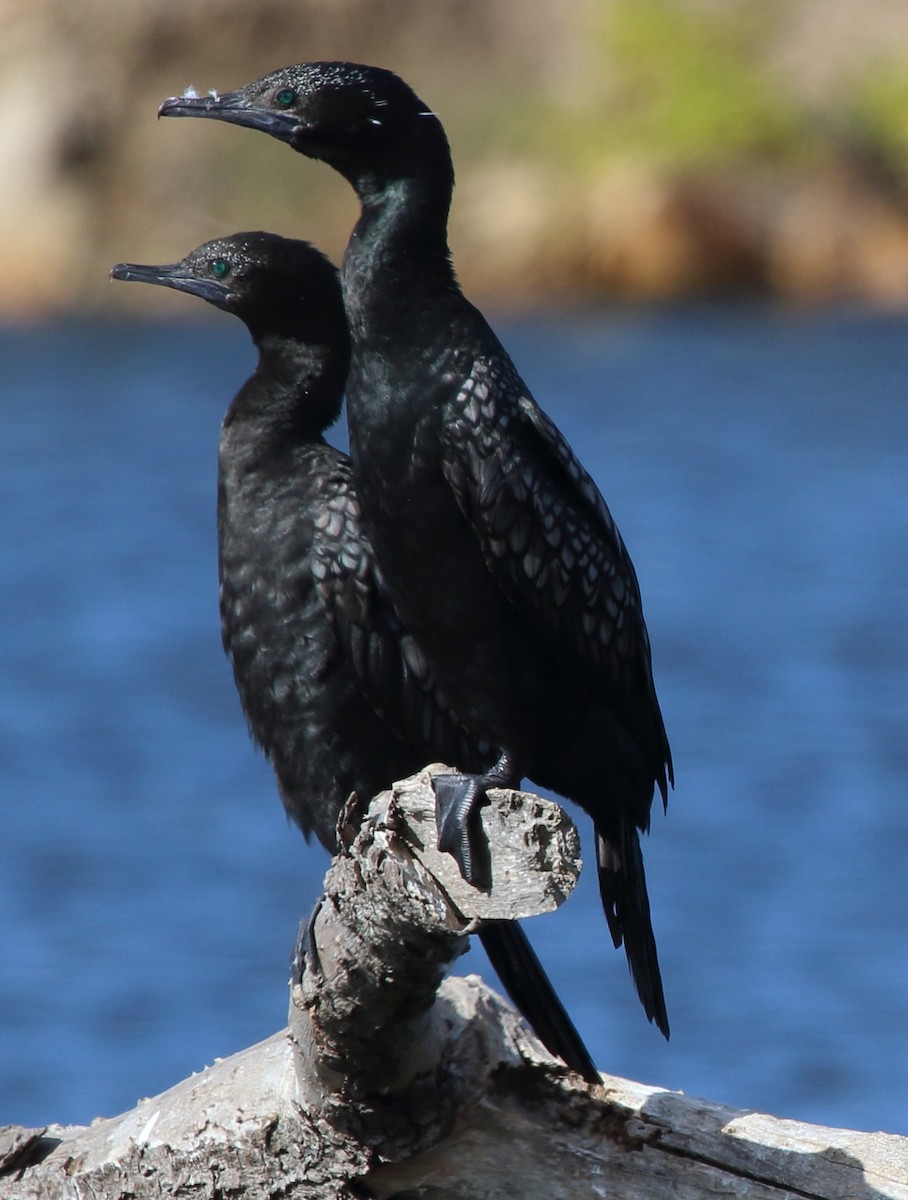 Little Black Cormorant - ML329832441