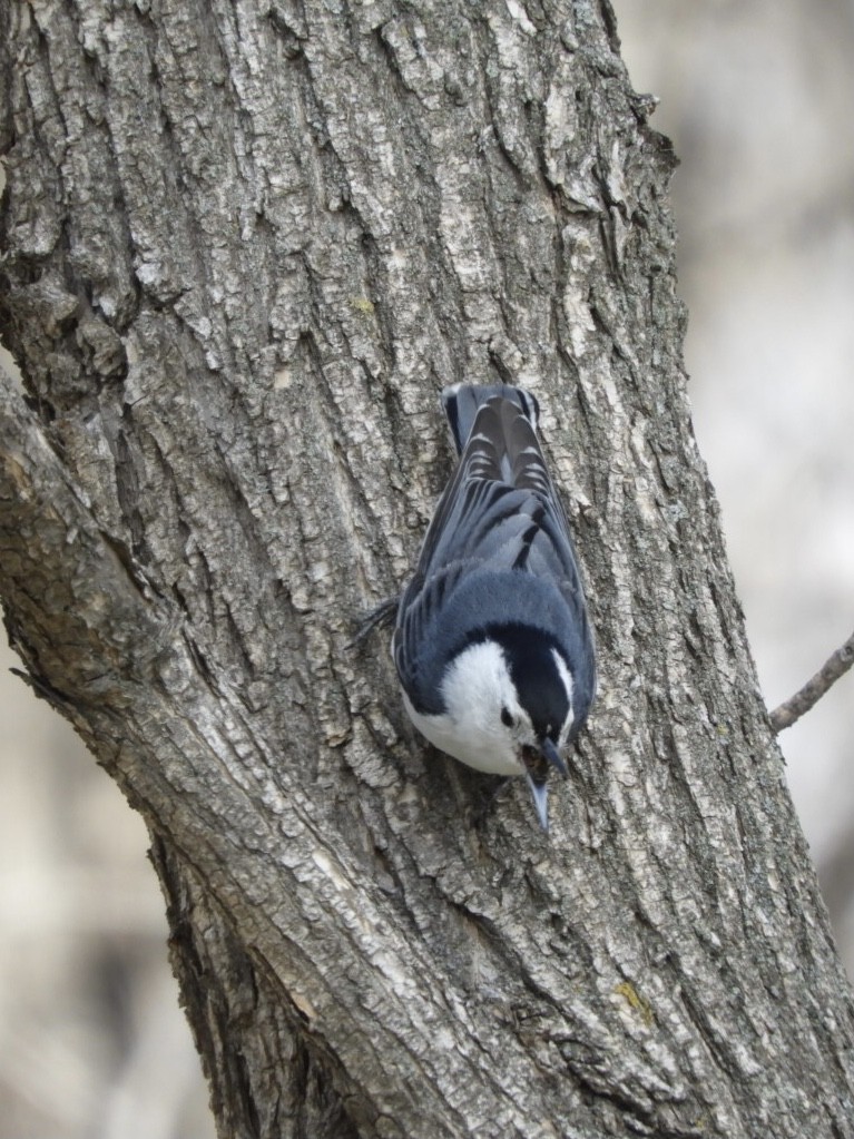 White-breasted Nuthatch - ML329833351