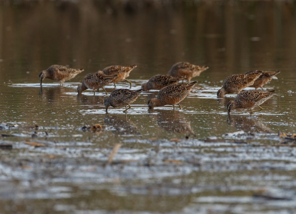 Long-billed Dowitcher - ML329833551