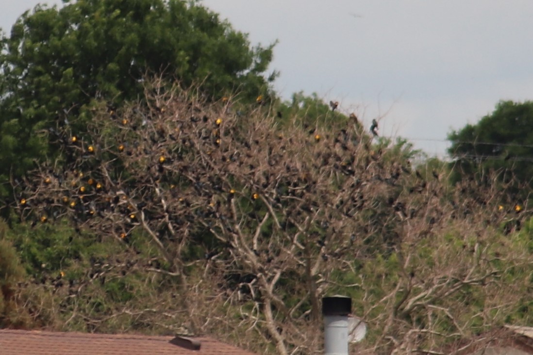 Yellow-headed Blackbird - ML329835681