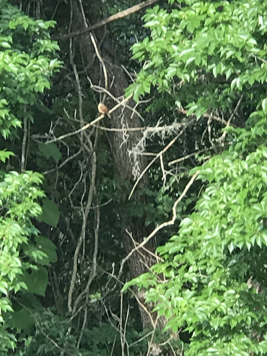 Carolina Wren - ML329837591