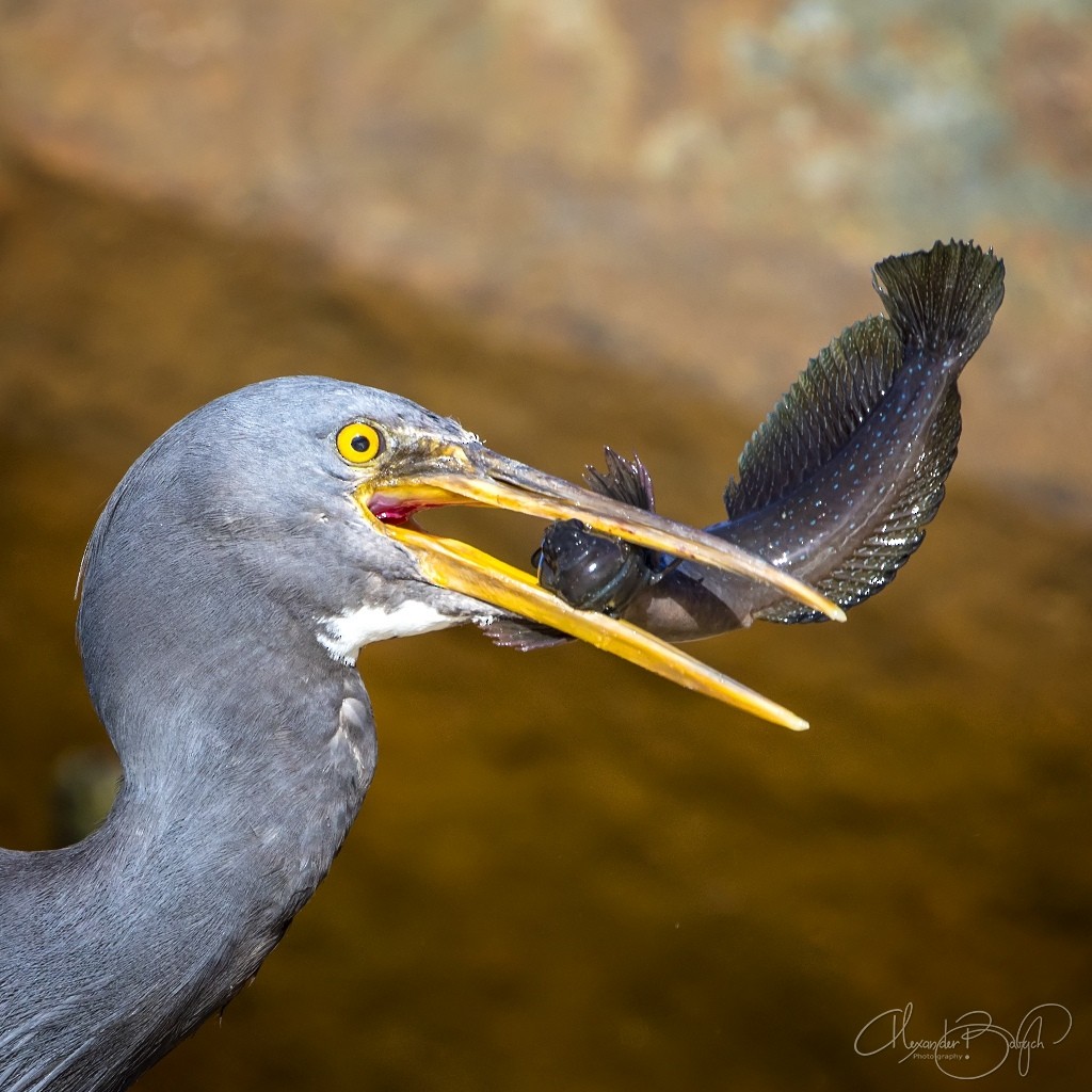 Pacific Reef-Heron - ML329837701