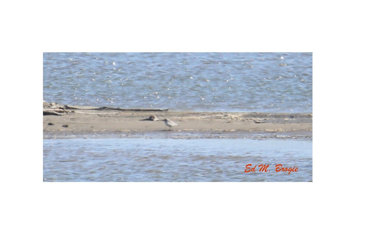 Piping Plover - ML329838671