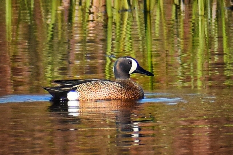 Blue-winged Teal - Lisa Draper