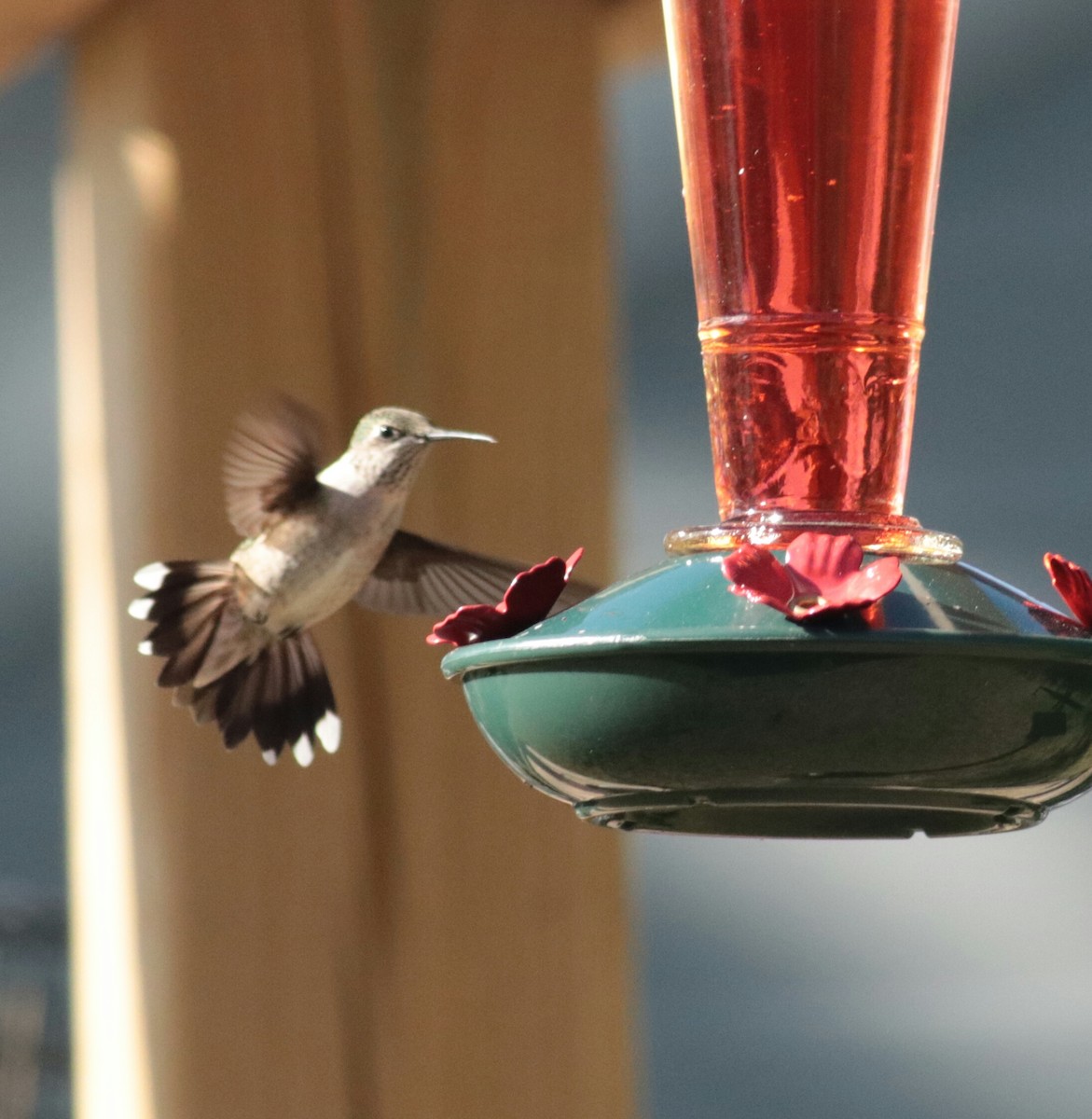 Ruby-throated Hummingbird - Scott Ray