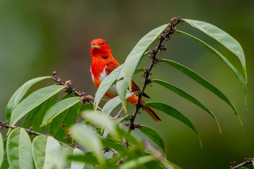 Scarlet-and-white Tanager - ML329840211