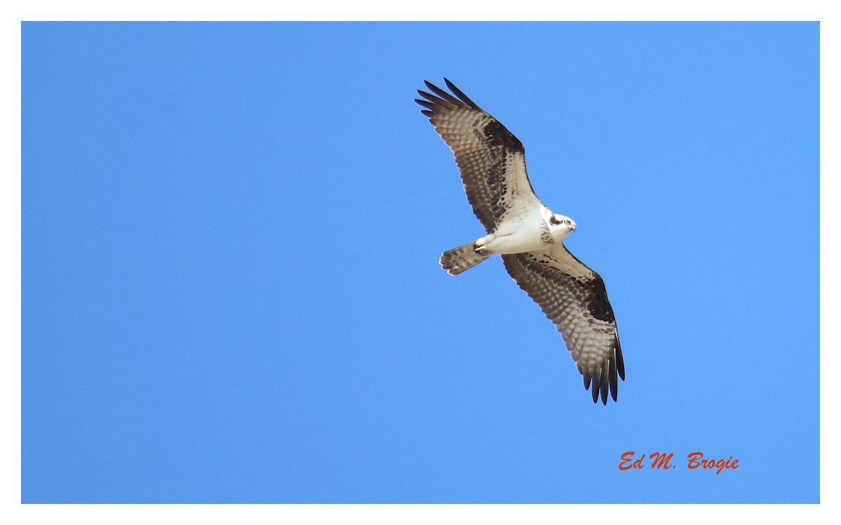 Osprey (American) - ML329840741