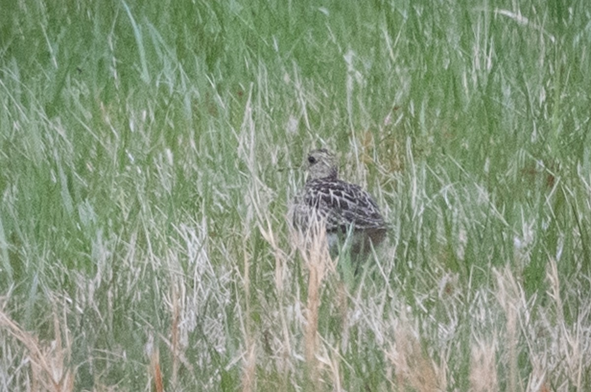 Upland Sandpiper - ML329840881