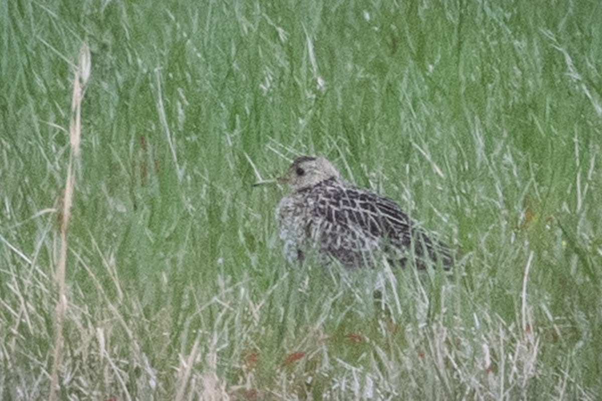 Upland Sandpiper - ML329840901