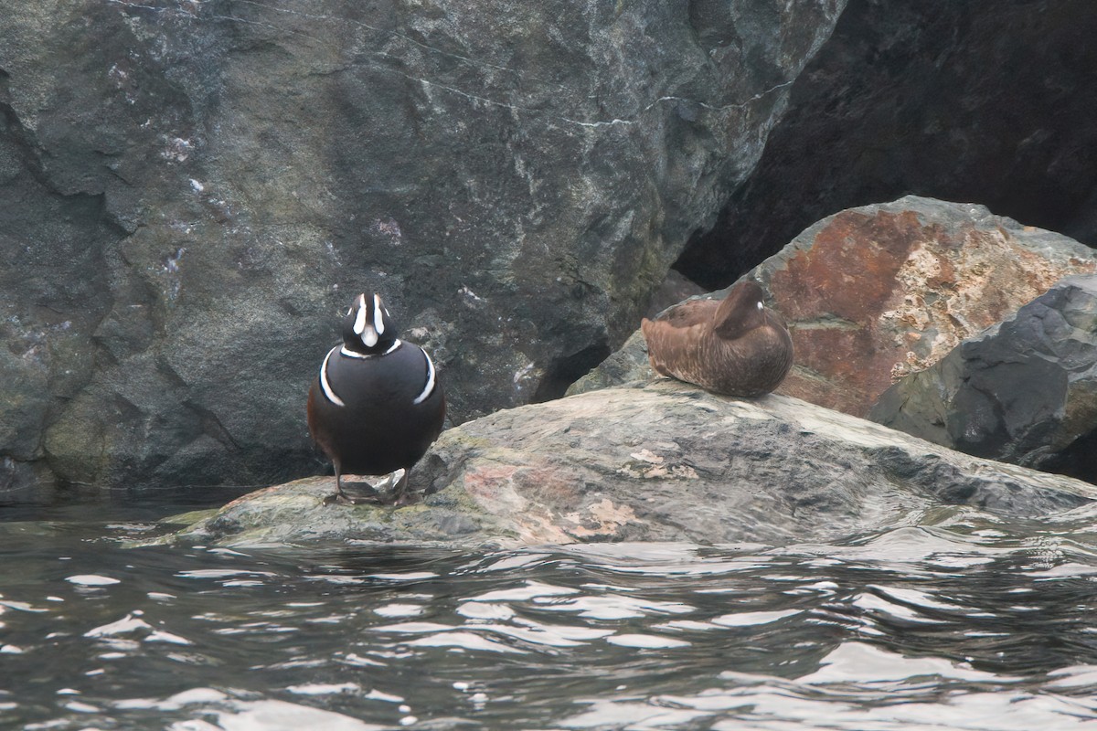 Harlequin Duck - ML329842601