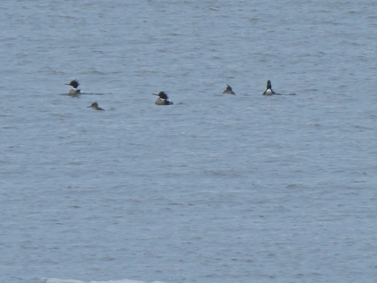 Red-breasted Merganser - ML329842941