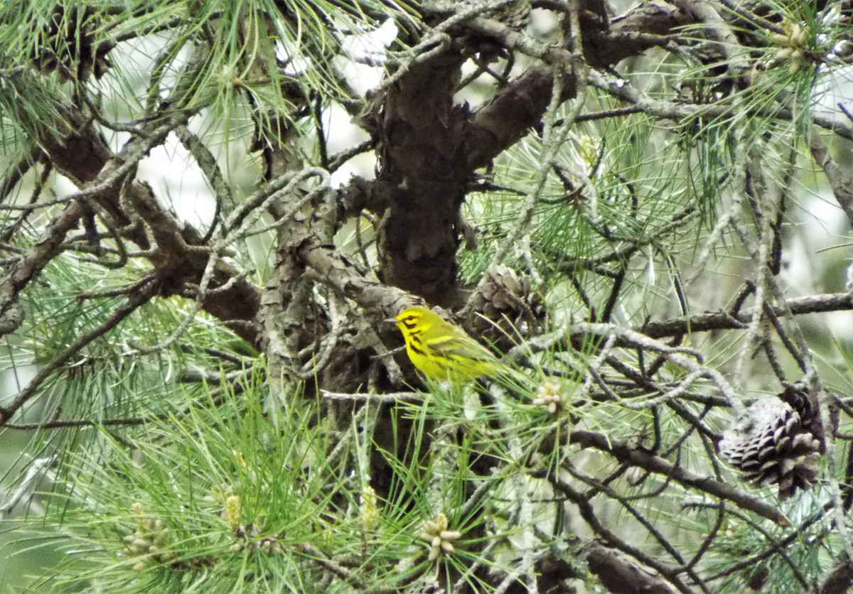 Prairie Warbler - kay martin