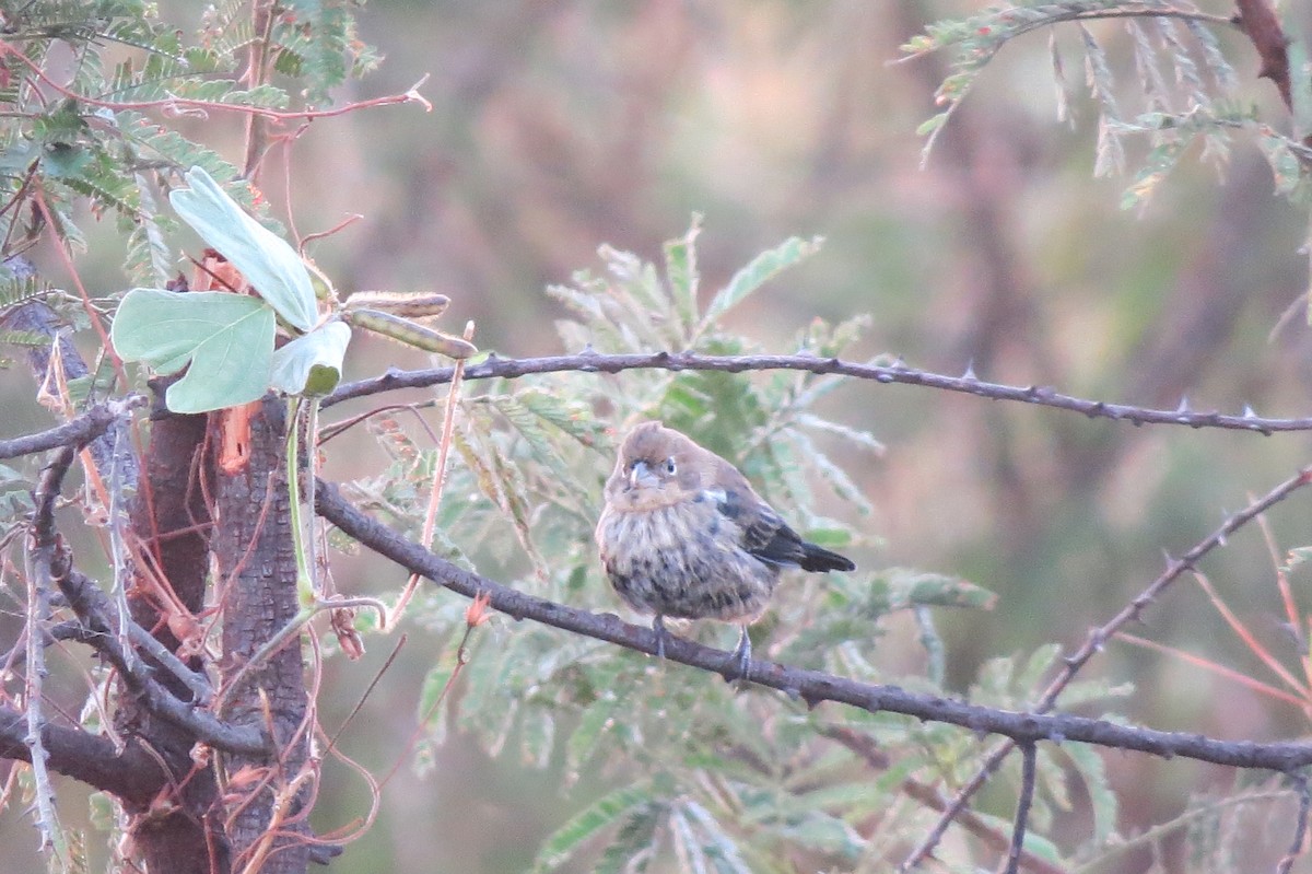 Blue-black Grassquit - ML329844071