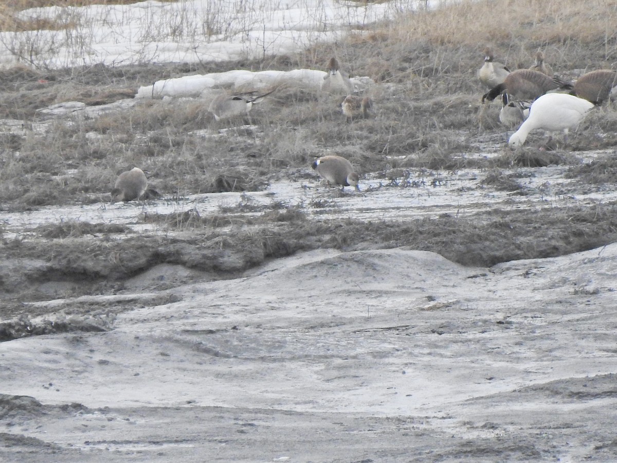 Gadwall - ML329844281