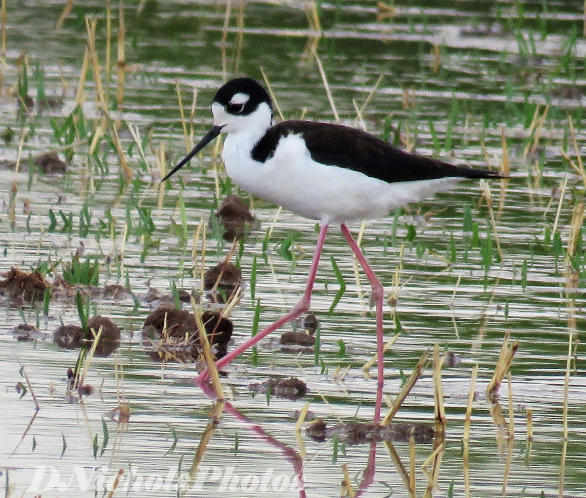 Black-necked Stilt - ML329844361