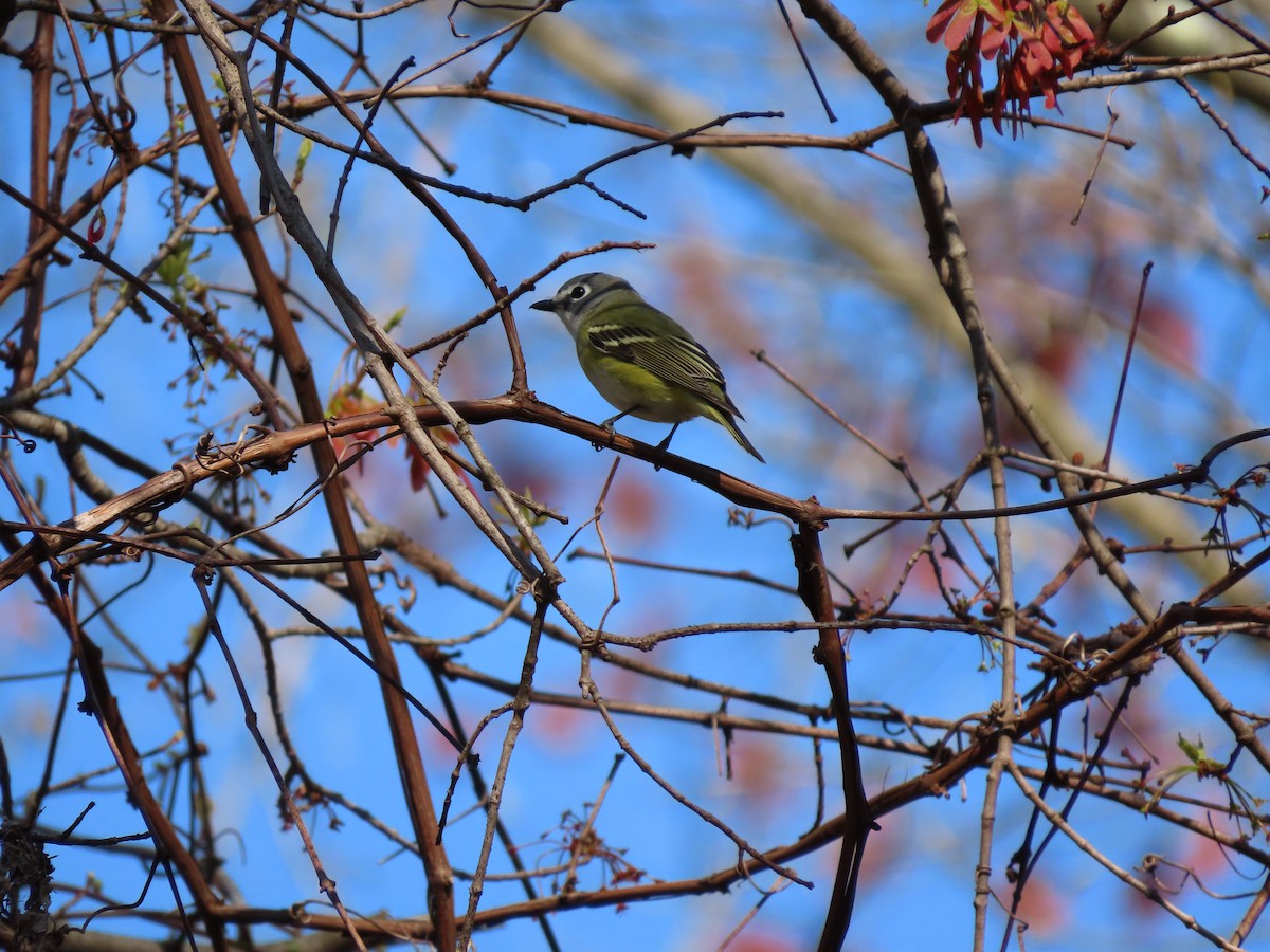 Blue-headed Vireo - ML329846731