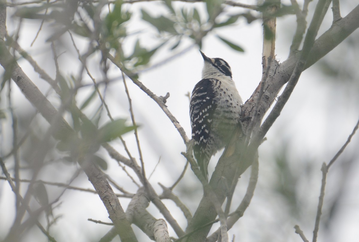 Nuttall's Woodpecker - ML329847441