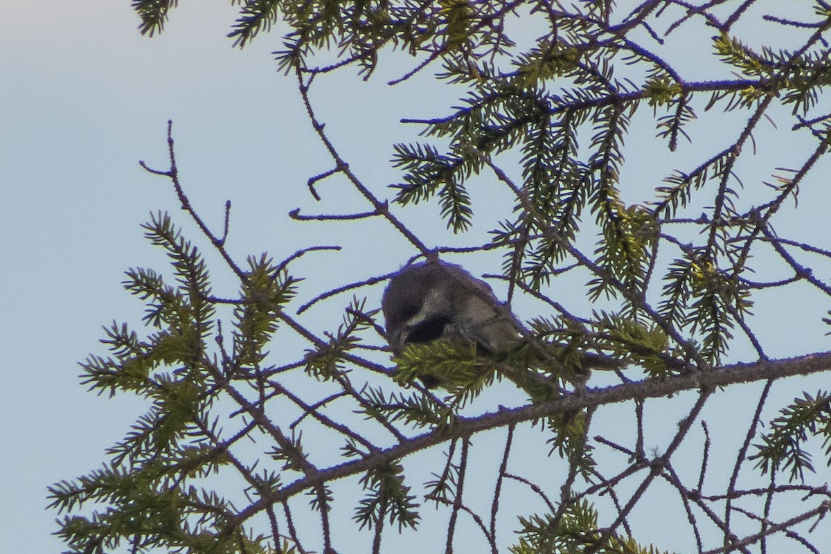 Boreal Chickadee - ML32984781