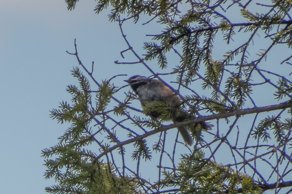 Boreal Chickadee - ML32984951