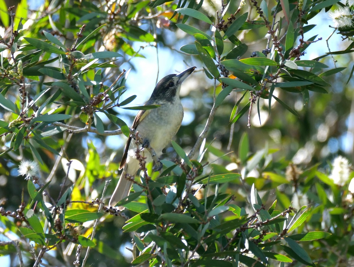 Gray Butcherbird - ML329854061